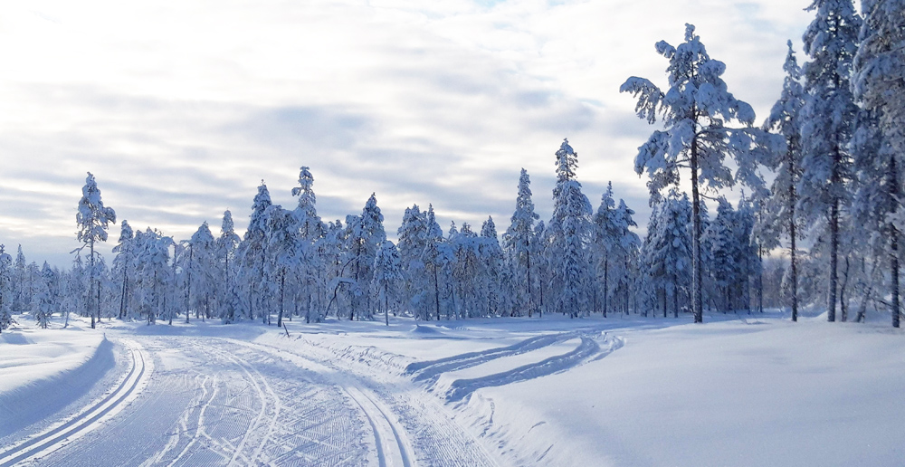 Esan Levykaluste talvi lumi metsa luonto.jpg